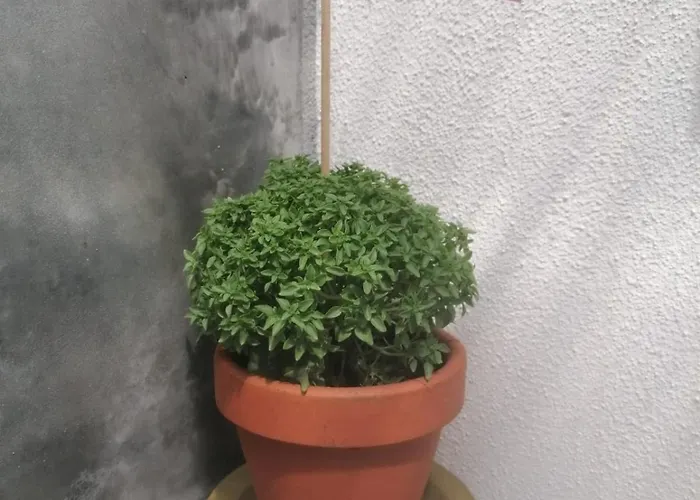 Homestay Ritual Do Mar - Com Wc - Baleal & Peniche